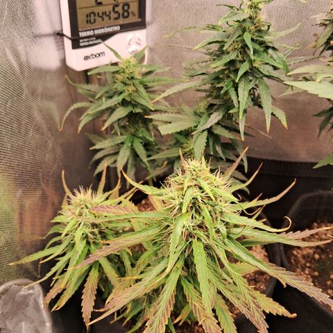 Bonsai de prensa growlog timeline photo