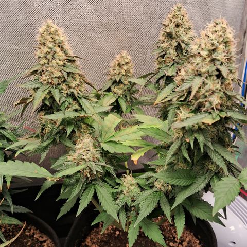 Purple Punch 00 growlog timeline photo