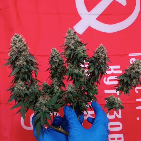 Purple Punch 00 growlog timeline photo
