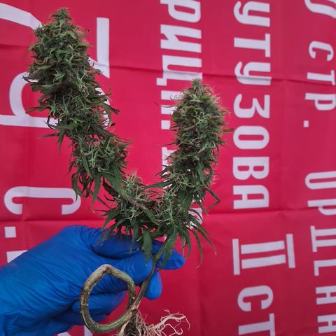 Bonsai de prensa growlog timeline photo