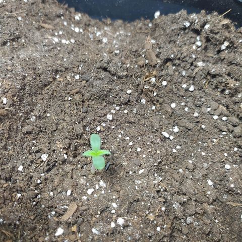 Неизвестный генетический growlog timeline photo