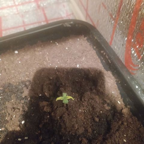 Неизвестный генетический growlog timeline photo