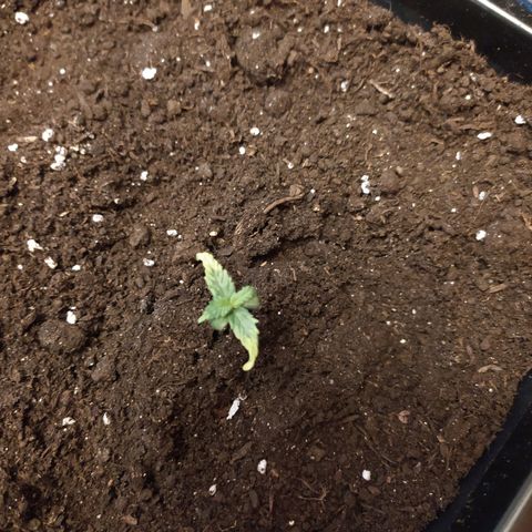 Неизвестный генетический growlog timeline photo