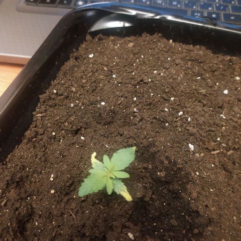 Неизвестный генетический growlog timeline photo