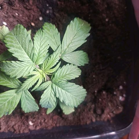 Неизвестный генетический growlog timeline photo