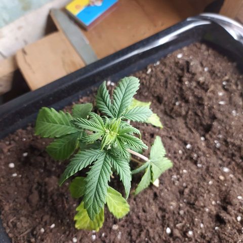 Неизвестный генетический growlog timeline photo
