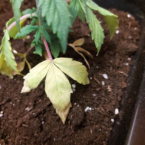 Неизвестный генетический growlog timeline photo