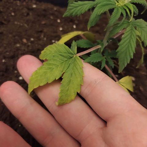 Неизвестный генетический growlog timeline photo