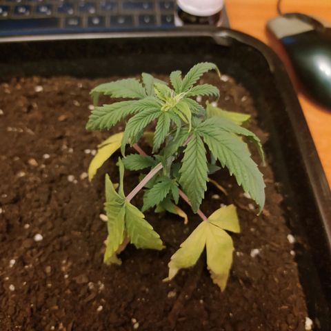 Неизвестный генетический growlog timeline photo