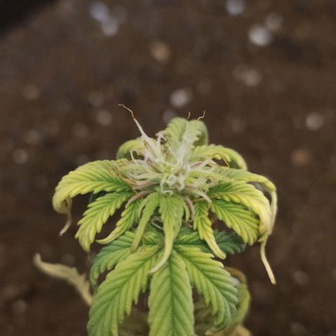 Неизвестный генетический growlog timeline photo