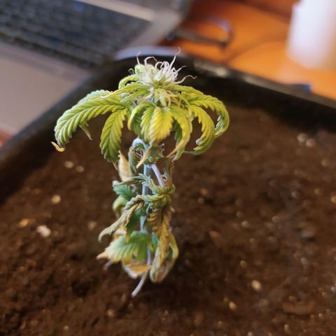 Неизвестный генетический growlog timeline photo