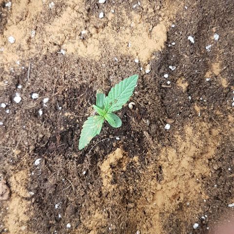 Northern Lights Automatic growlog timeline photo