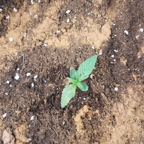 Northern Lights Automatic growlog timeline photo