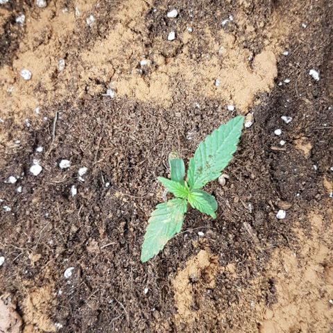 Northern Lights Automatic growlog timeline photo