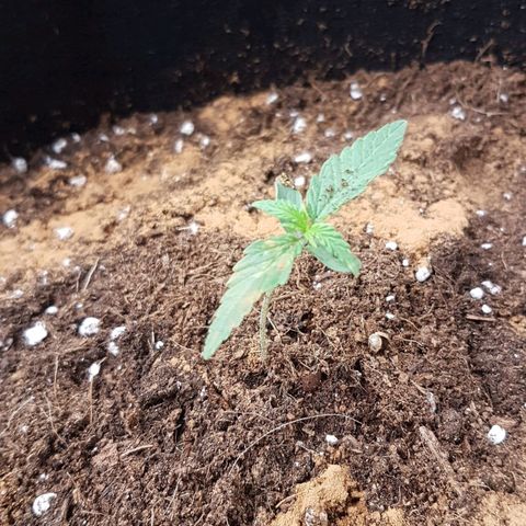 Northern Lights Automatic growlog timeline photo