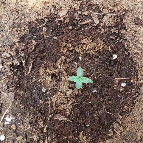Orion F1 growlog timeline photo