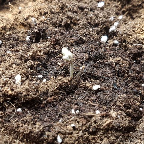 Solomatic CBD growlog timeline photo
