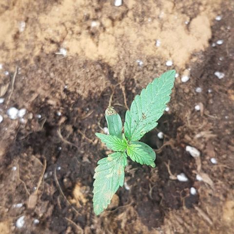 Northern Lights Automatic growlog timeline photo