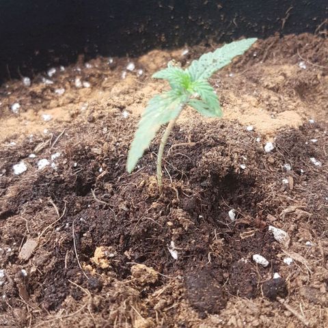 Northern Lights Automatic growlog timeline photo