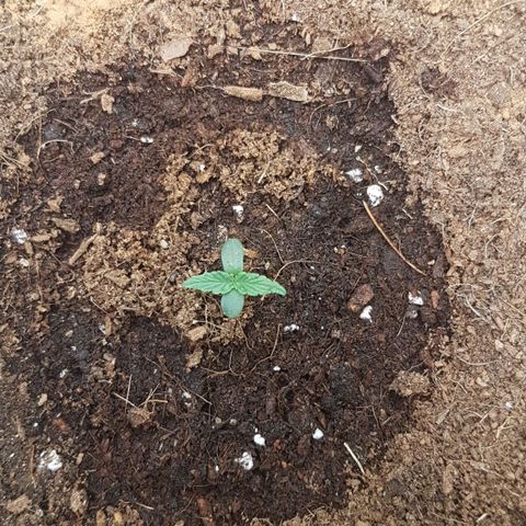 Orion F1 growlog timeline photo