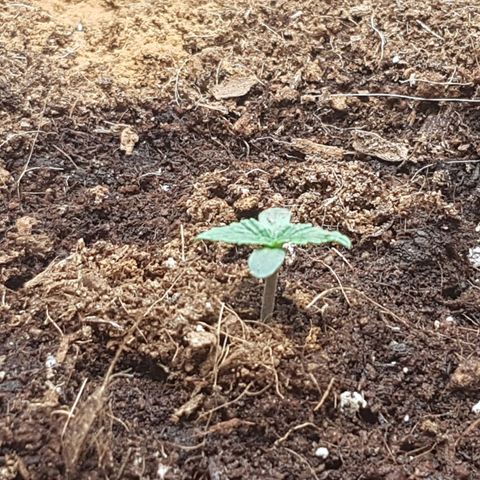 Orion F1 growlog timeline photo