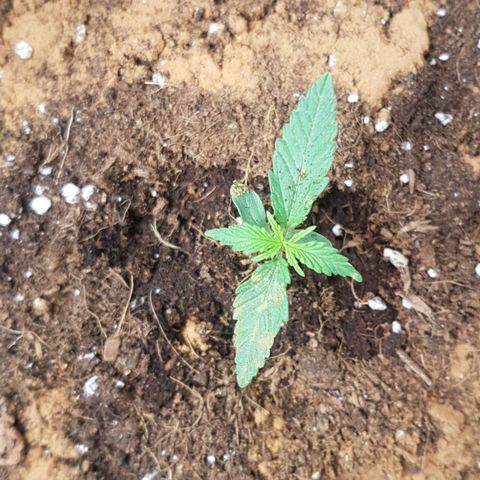 Northern Lights Automatic growlog timeline photo
