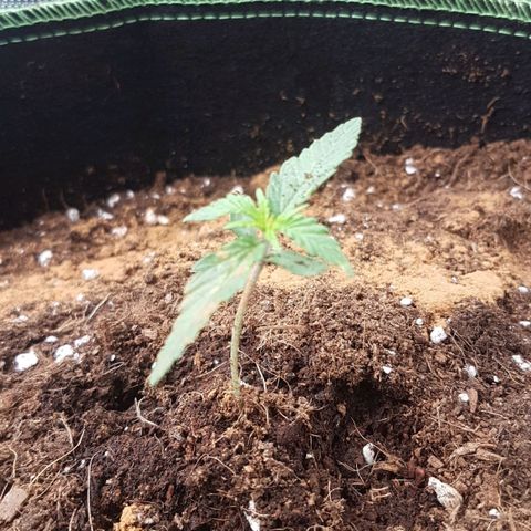 Northern Lights Automatic growlog timeline photo