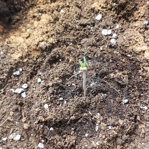 Solomatic CBD growlog timeline photo