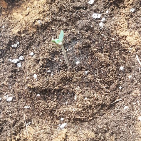 Solomatic CBD growlog timeline photo