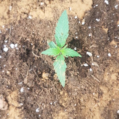 Northern Lights Automatic growlog timeline photo