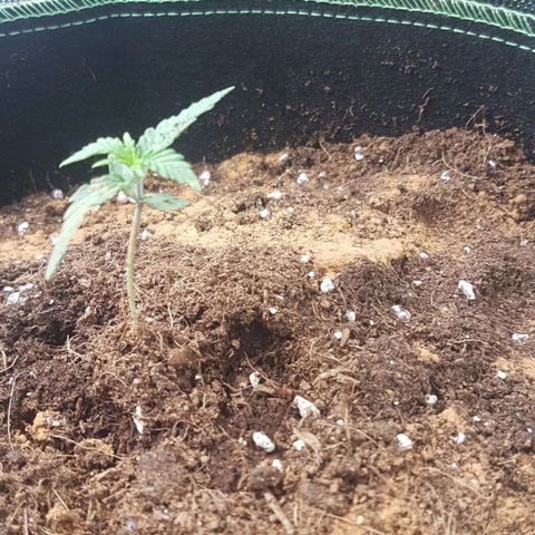 Northern Lights Automatic growlog timeline photo