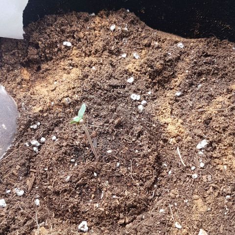 Solomatic CBD growlog timeline photo