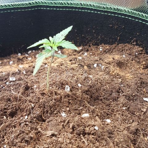 Northern Lights Automatic growlog timeline photo