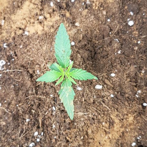 Northern Lights Automatic growlog timeline photo