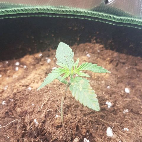Northern Lights Automatic growlog timeline photo
