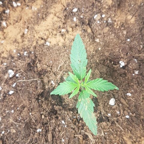 Northern Lights Automatic growlog timeline photo