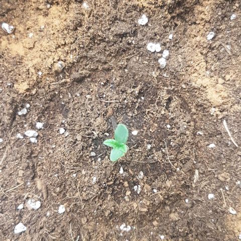 Solomatic CBD growlog timeline photo