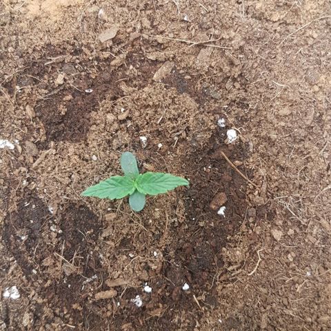 Orion F1 growlog timeline photo