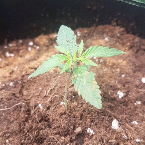 Northern Lights Automatic growlog timeline photo