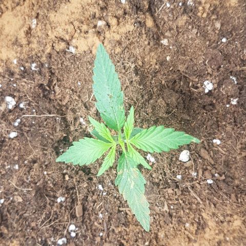 Northern Lights Automatic growlog timeline photo