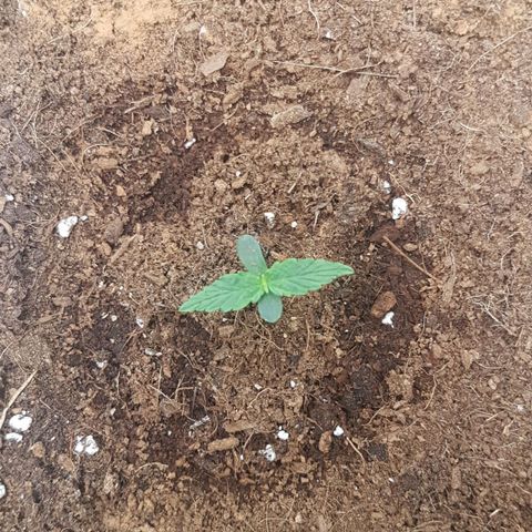 Orion F1 growlog timeline photo