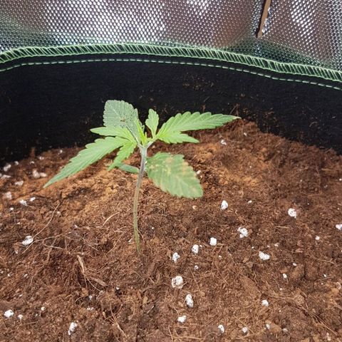 Northern Lights Automatic growlog timeline photo