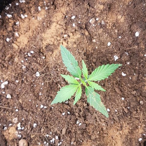Northern Lights Automatic growlog timeline photo