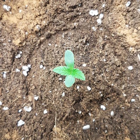 Solomatic CBD growlog timeline photo