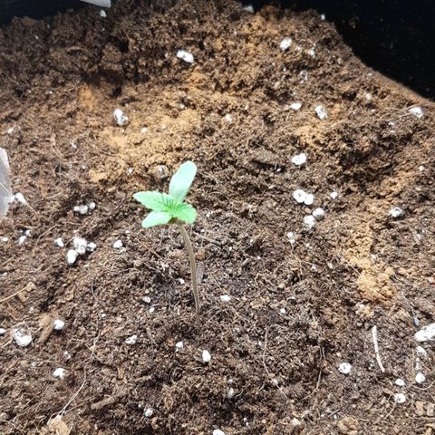 Solomatic CBD growlog timeline photo