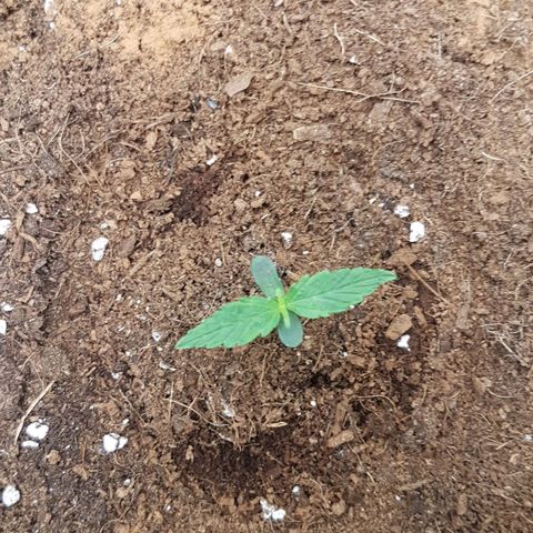 Orion F1 growlog timeline photo