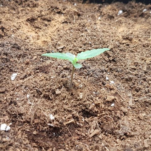 Orion F1 growlog timeline photo
