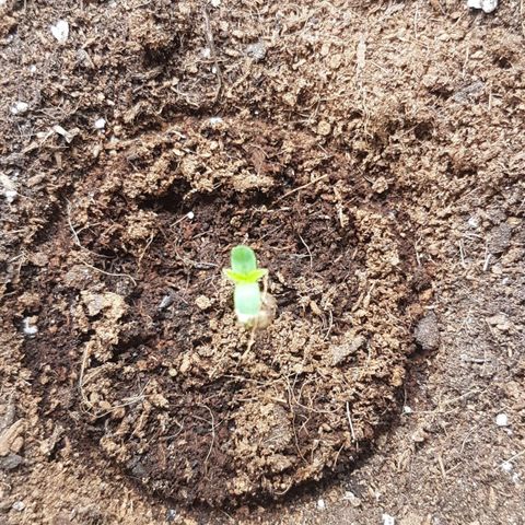 Purplematic CBD growlog timeline photo