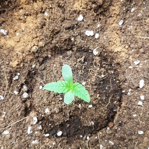Solomatic CBD growlog timeline photo