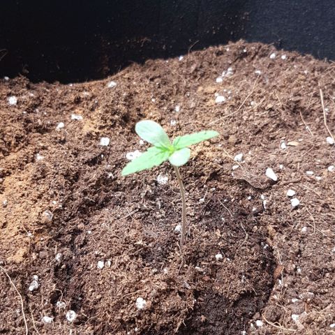 Solomatic CBD growlog timeline photo